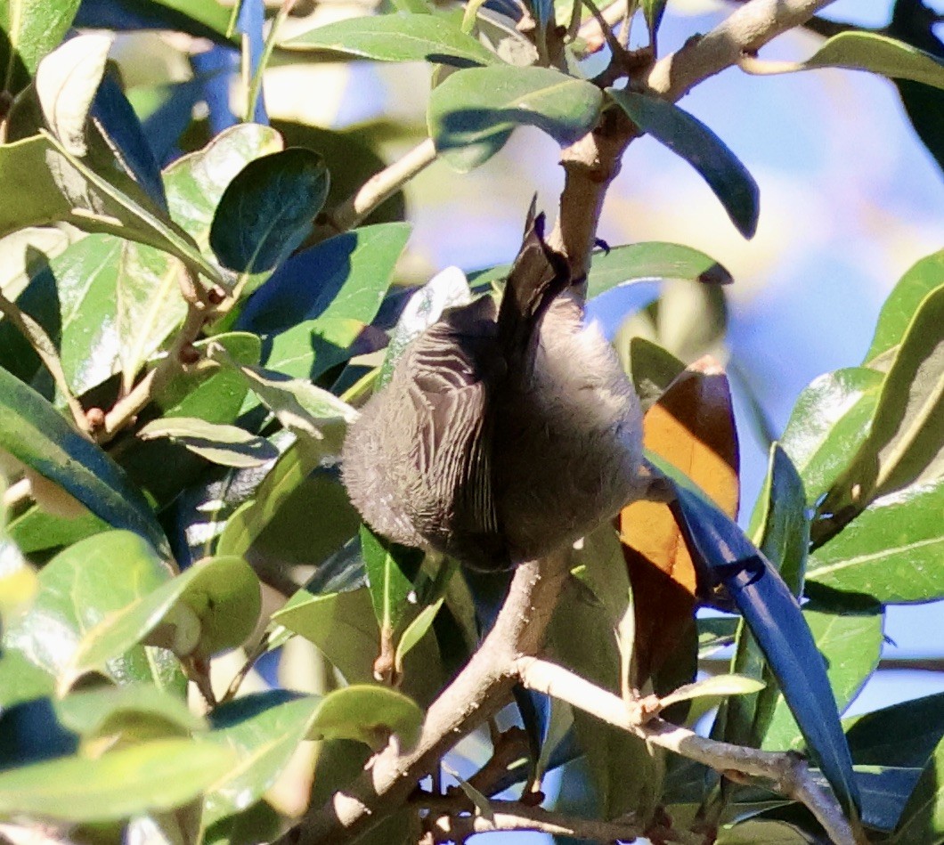 mlynařík americký - ML646544227