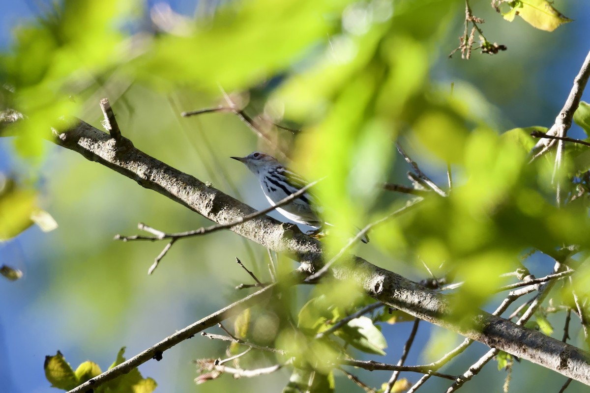 Black-and-white Warbler - ML646544230