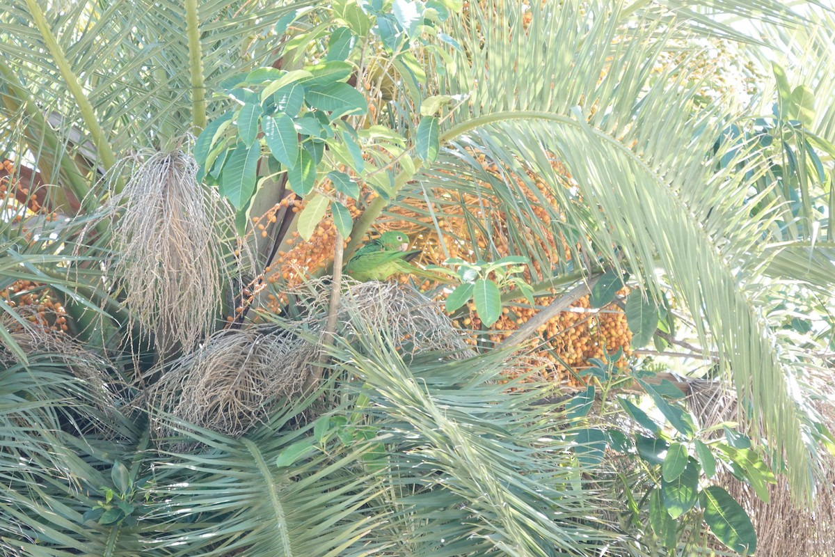 White-eyed Parakeet - ML646544232