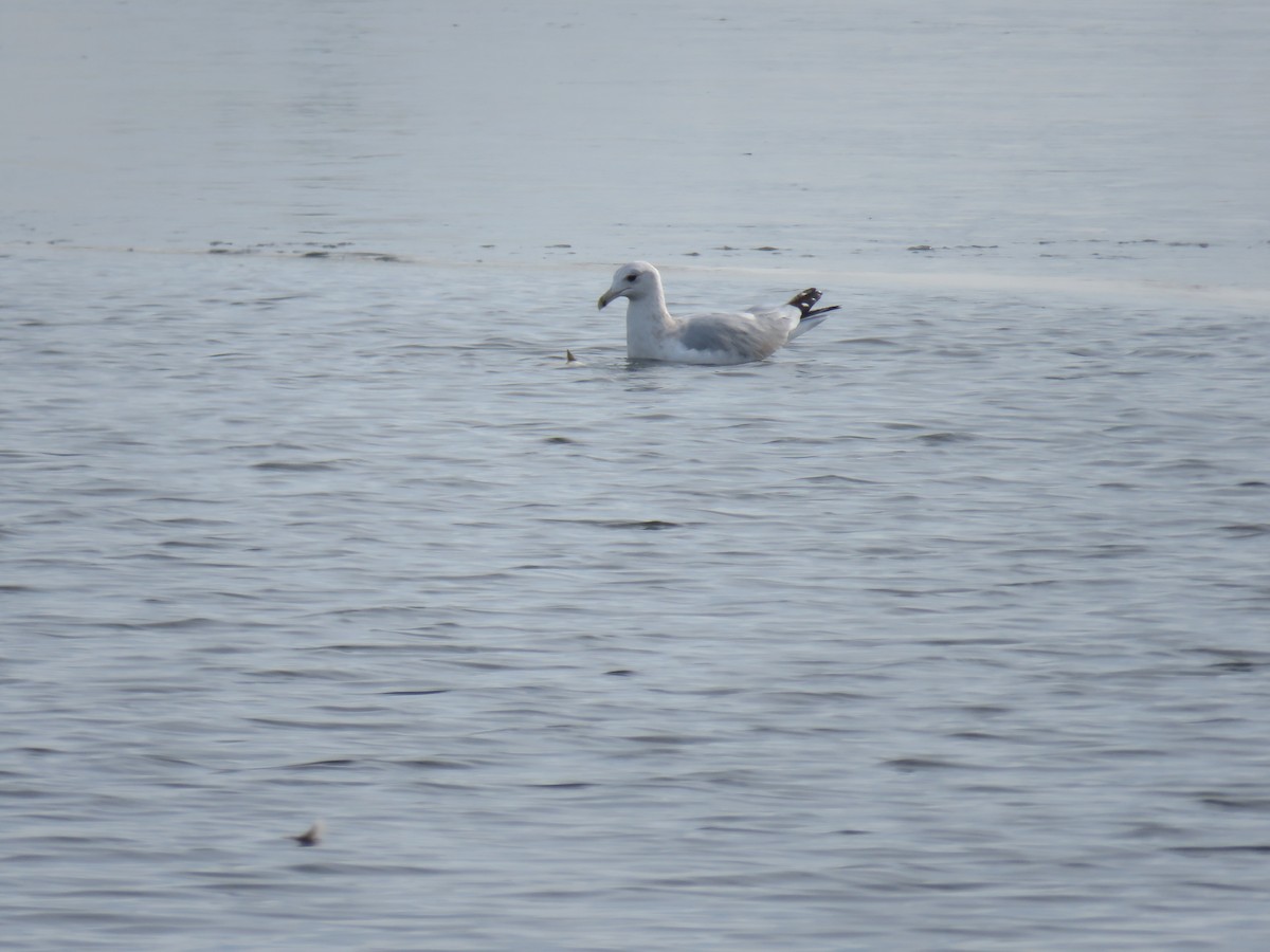 American Herring Gull - ML646544234