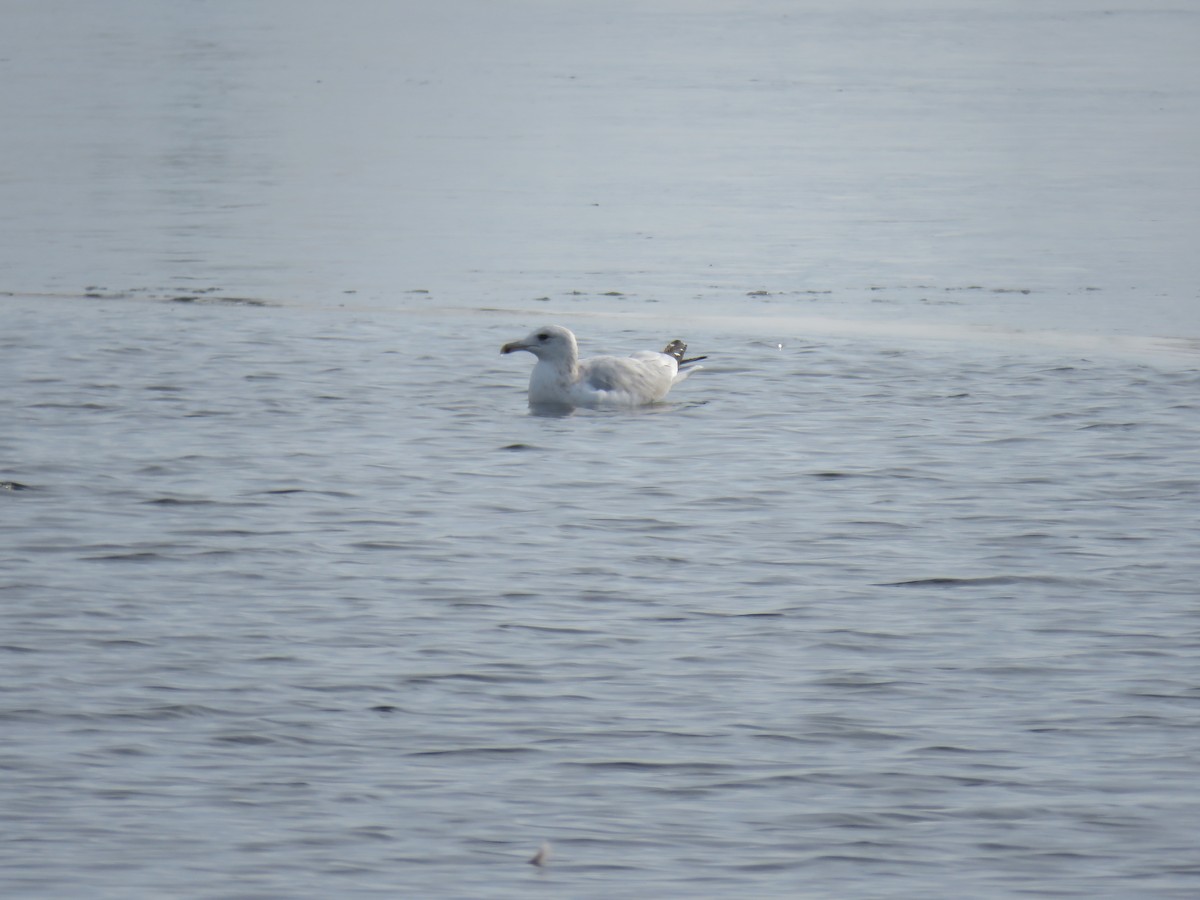 American Herring Gull - ML646544235