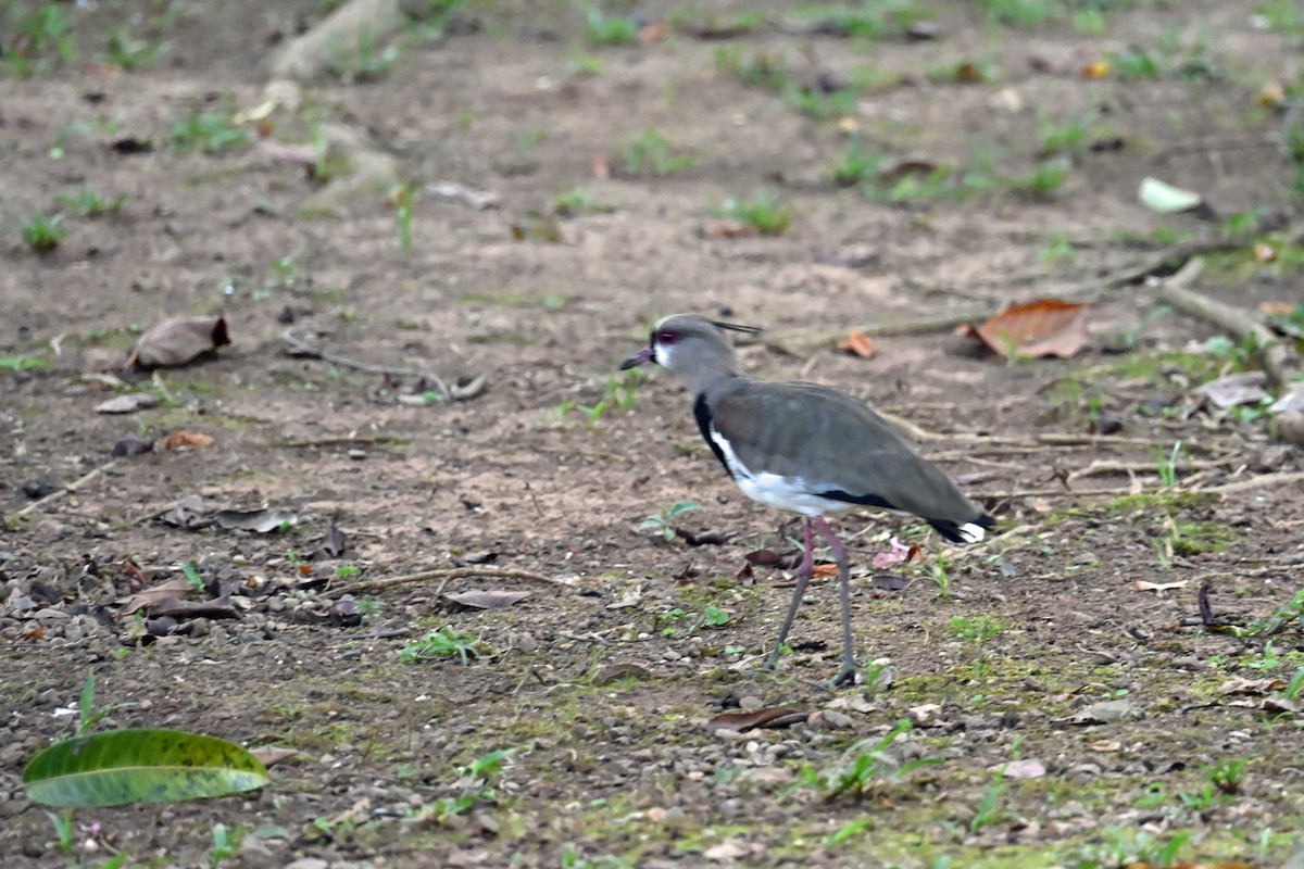 bronsevipe - ML646544238