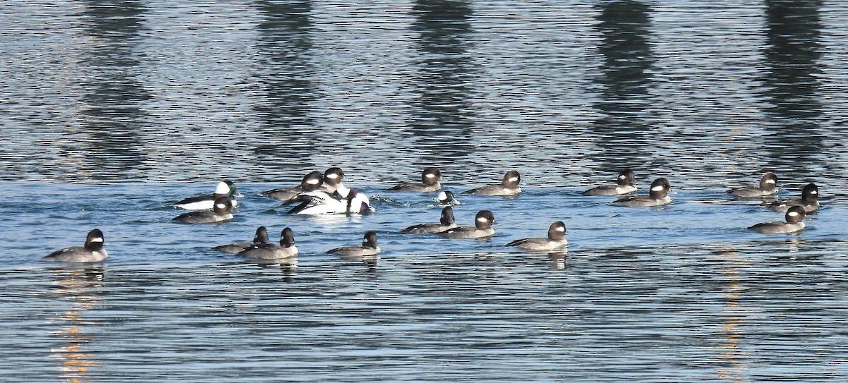 Bufflehead - ML646544240