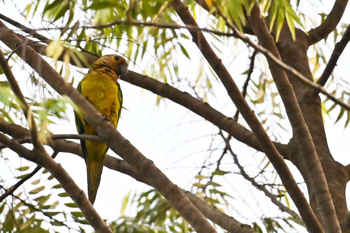 Brown-throated Parakeet - ML646544242