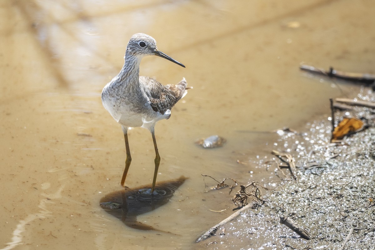 Желтоногий улит - ML646544243