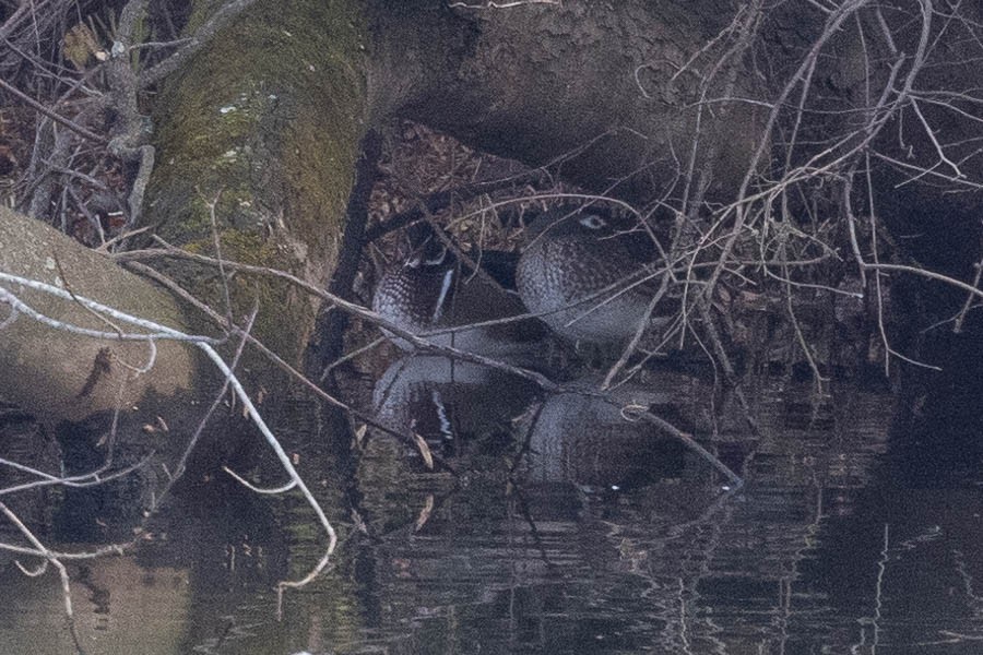 Canard branchu - ML646544244