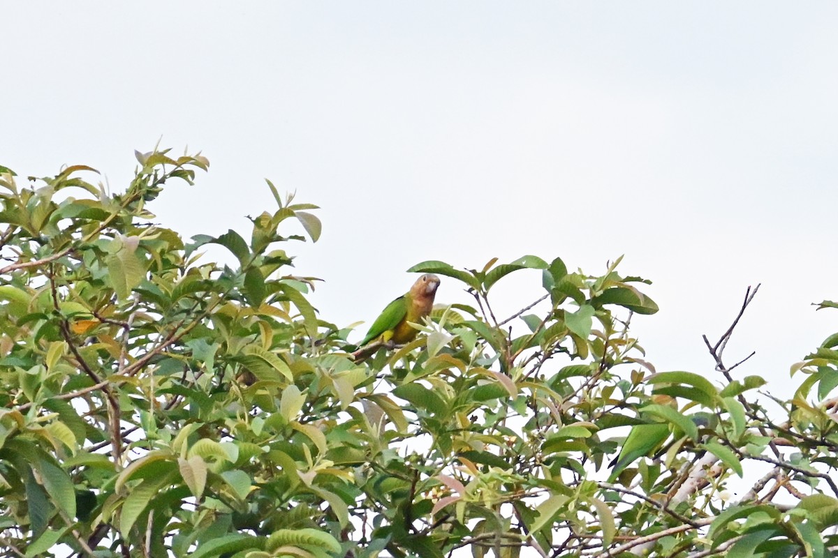 Brown-throated Parakeet - ML646544245