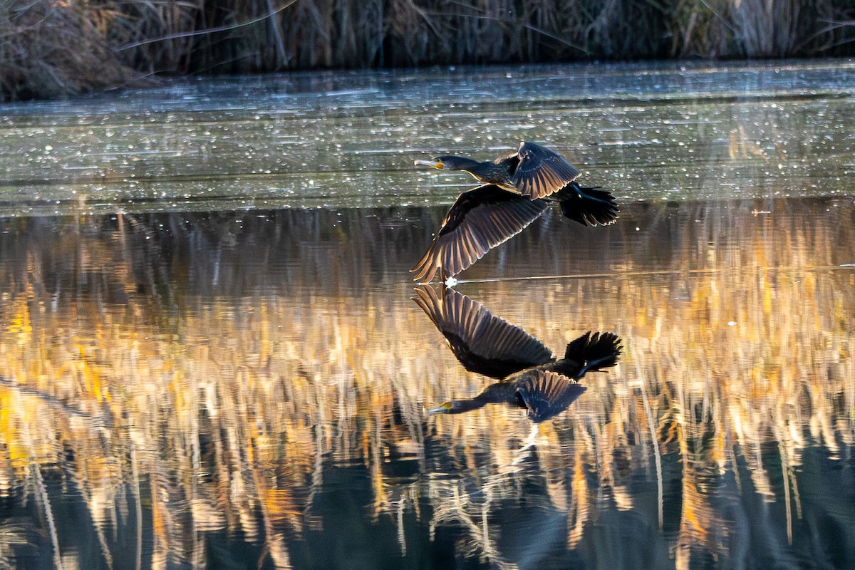 Great Cormorant - ML646544246