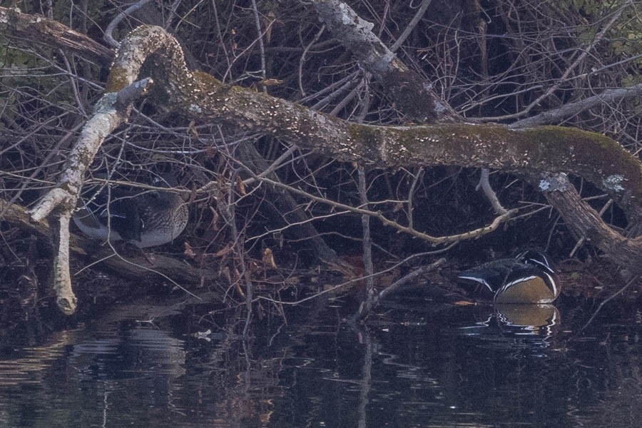 Canard branchu - ML646544248