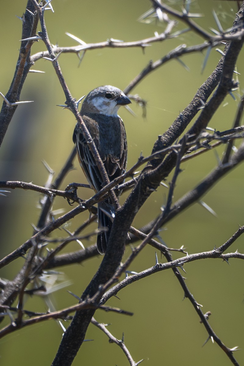 Болотный просяночник - ML646544250