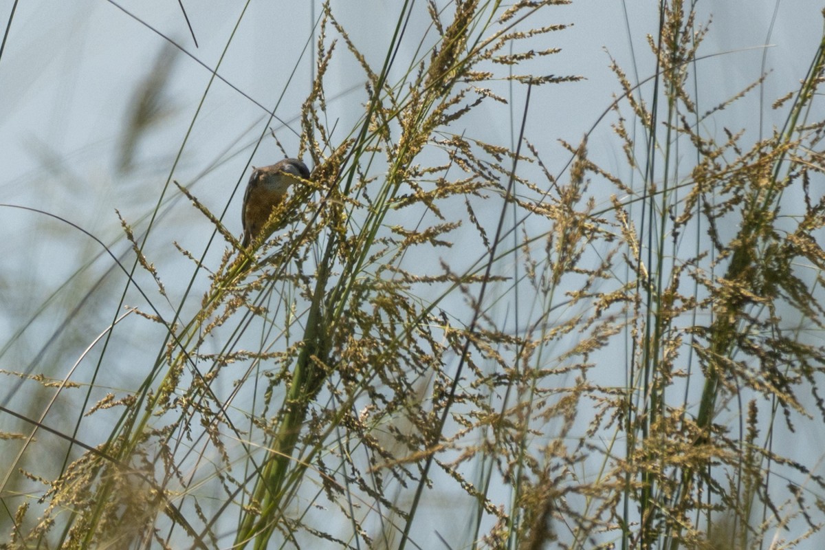 Болотный просяночник - ML646544251