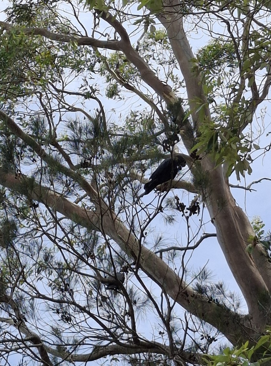 Glossy Black-Cockatoo - ML646544253