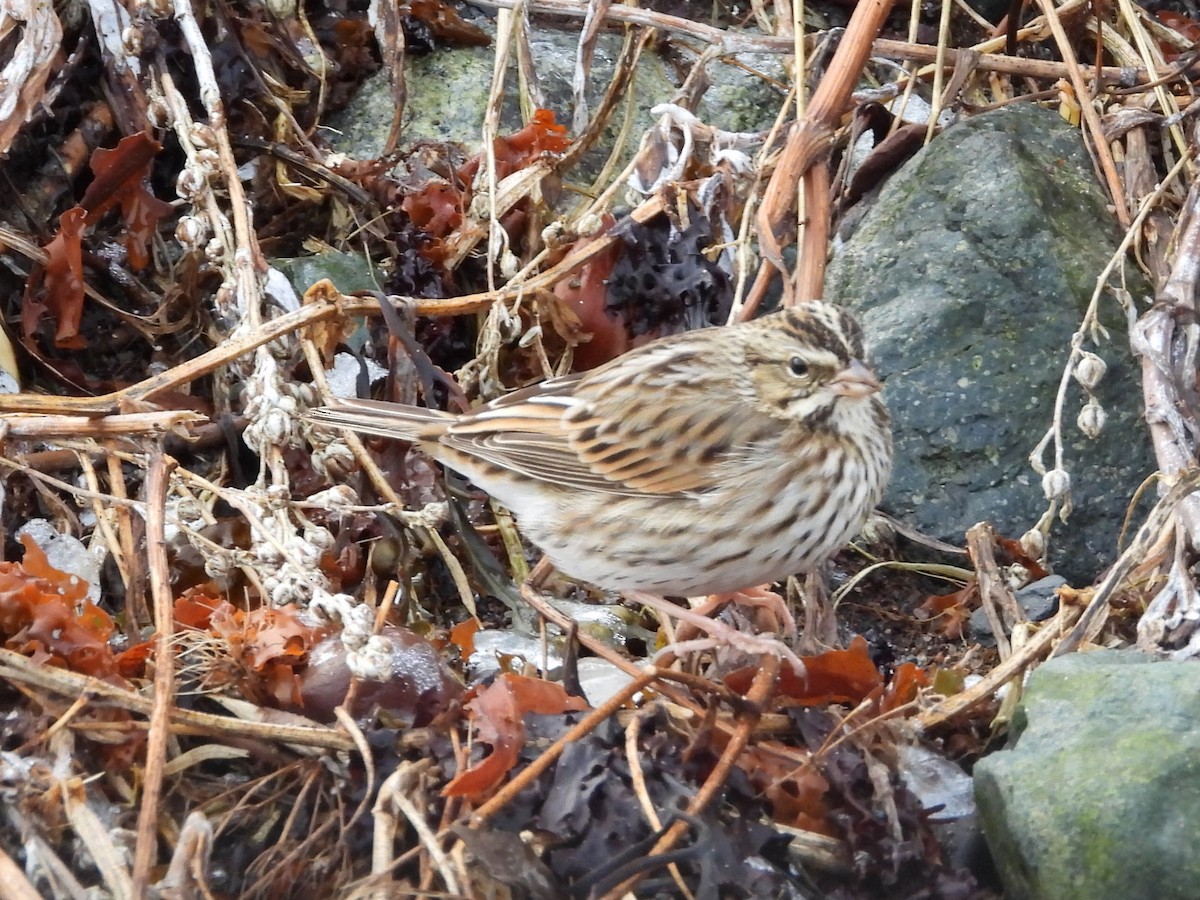 Savannah Sparrow - ML646544256