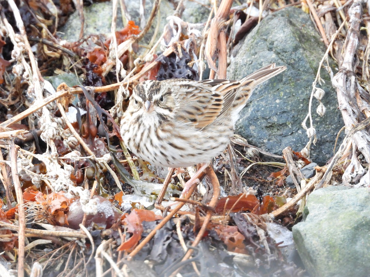 Savannah Sparrow - ML646544258