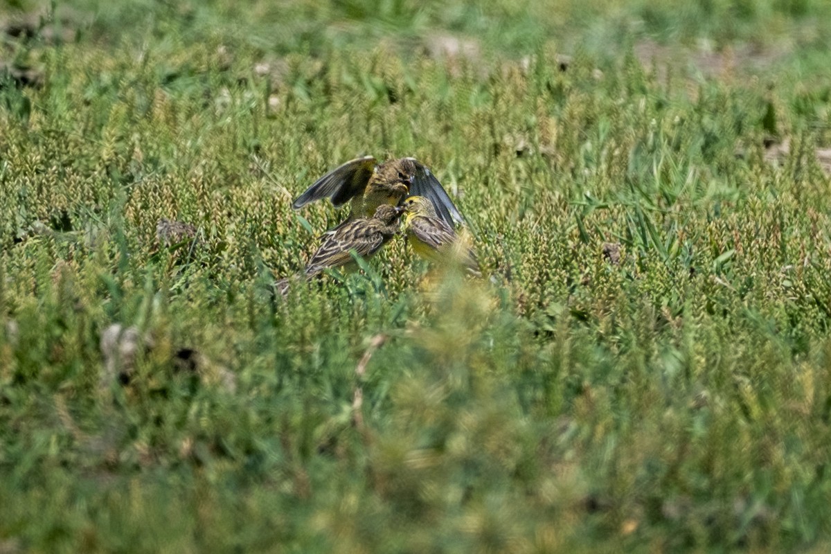 Grassland Yellow-Finch - ML646544263