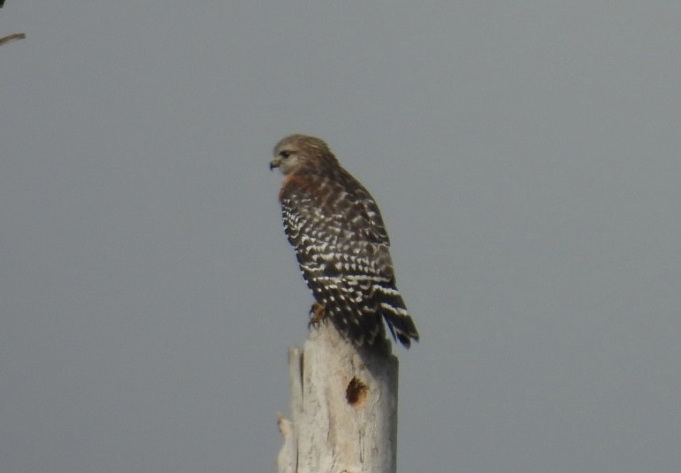 káně páskovaná - ML646544264