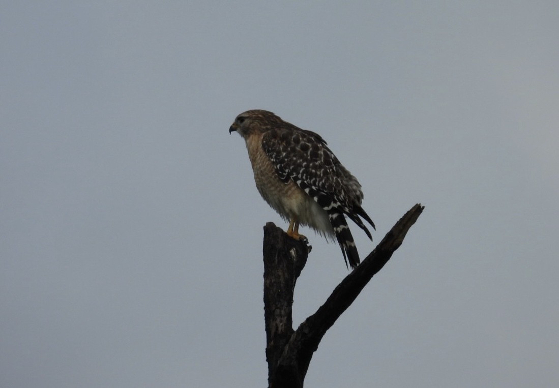 káně páskovaná - ML646544266