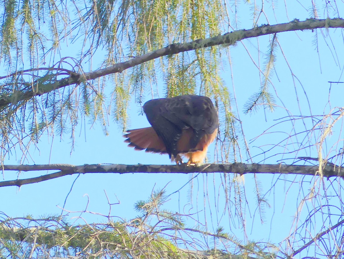 Red-tailed Hawk - ML646544267