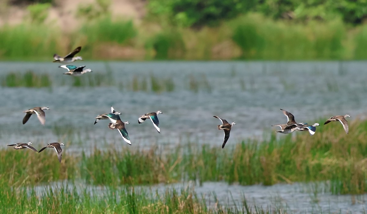 Cotton Pygmy-Goose - ML646544269