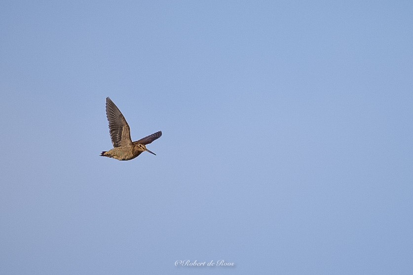 Oilagor eurasiarra - ML646544271