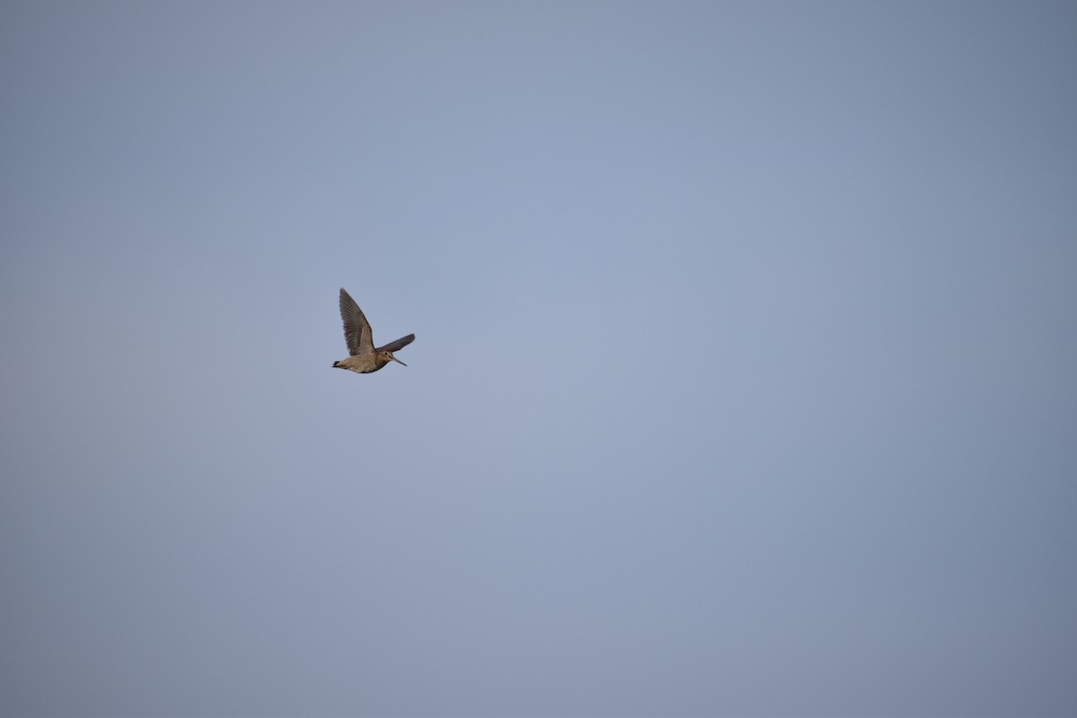 Oilagor eurasiarra - ML646544272