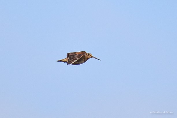 Oilagor eurasiarra - ML646544273