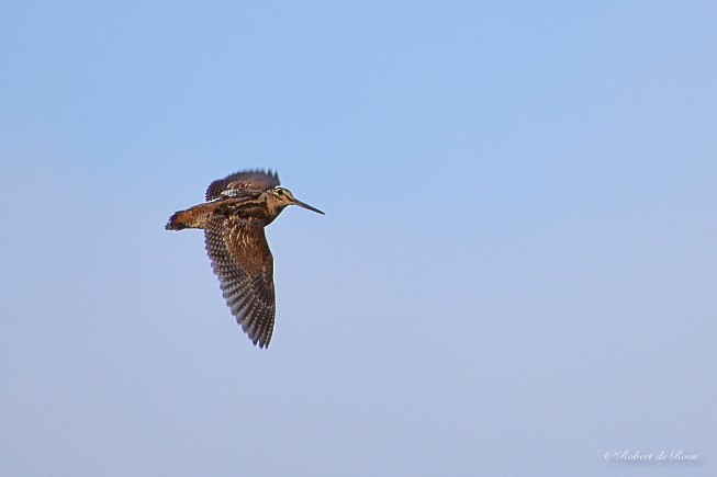 Oilagor eurasiarra - ML646544274