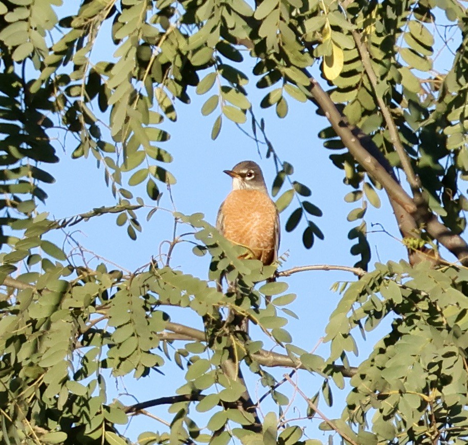 drozd stěhovavý - ML646544279