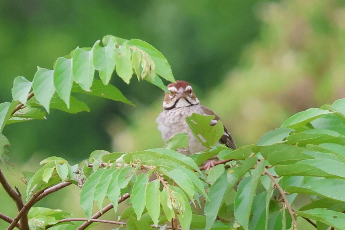 Chestnut-crowned Sparrow-Weaver - ML646544280