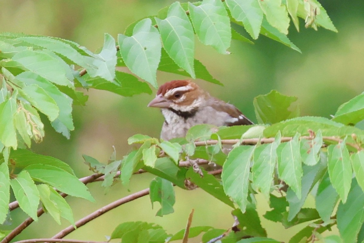 Chestnut-crowned Sparrow-Weaver - ML646544281