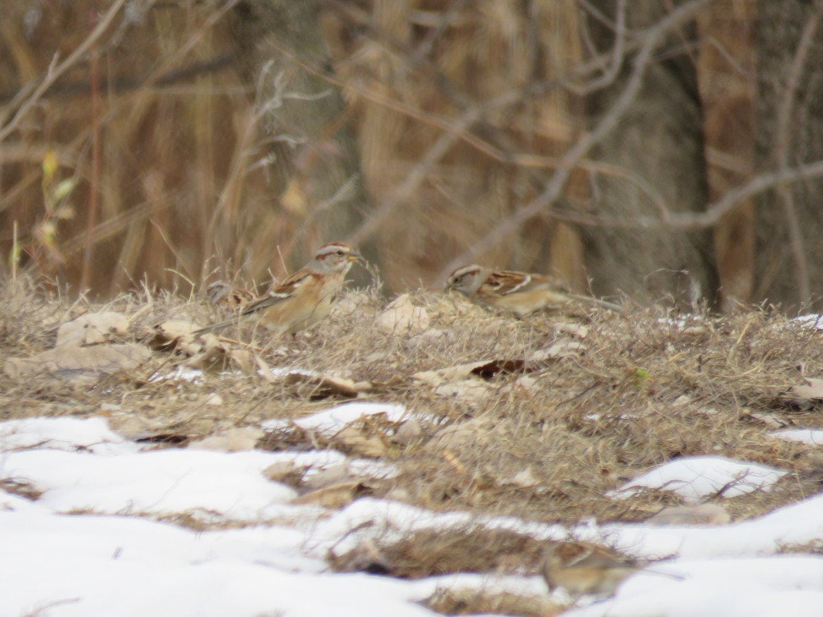 American Tree Sparrow - ML646544284