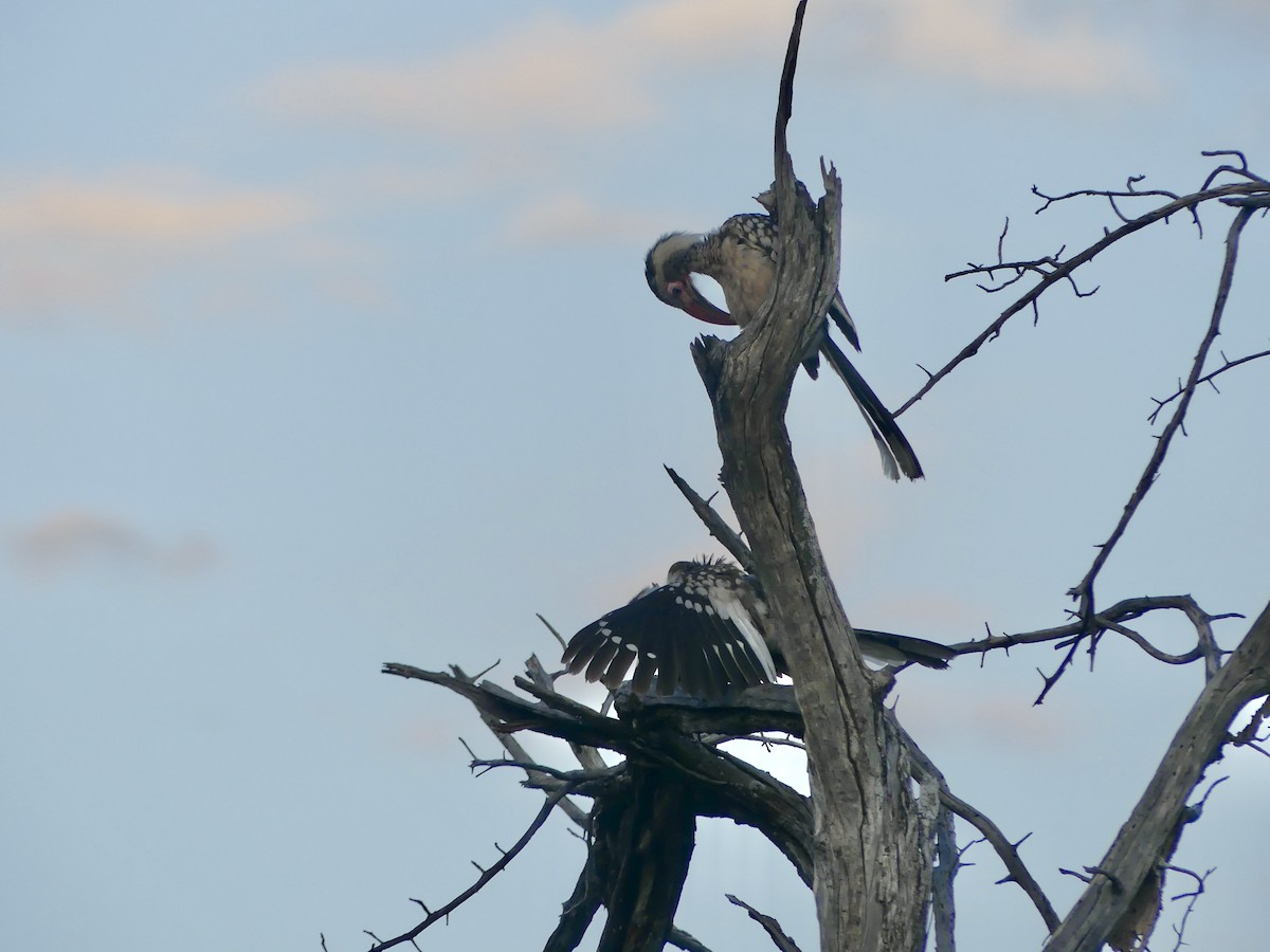 Пестрошейный токо - ML646544285