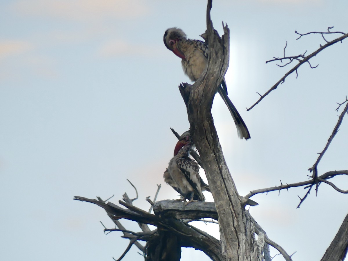 Пестрошейный токо - ML646544286