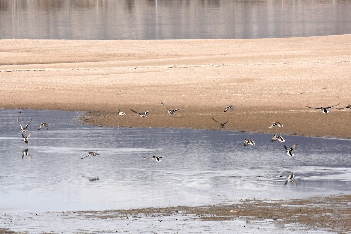 American Wigeon - ML646544287