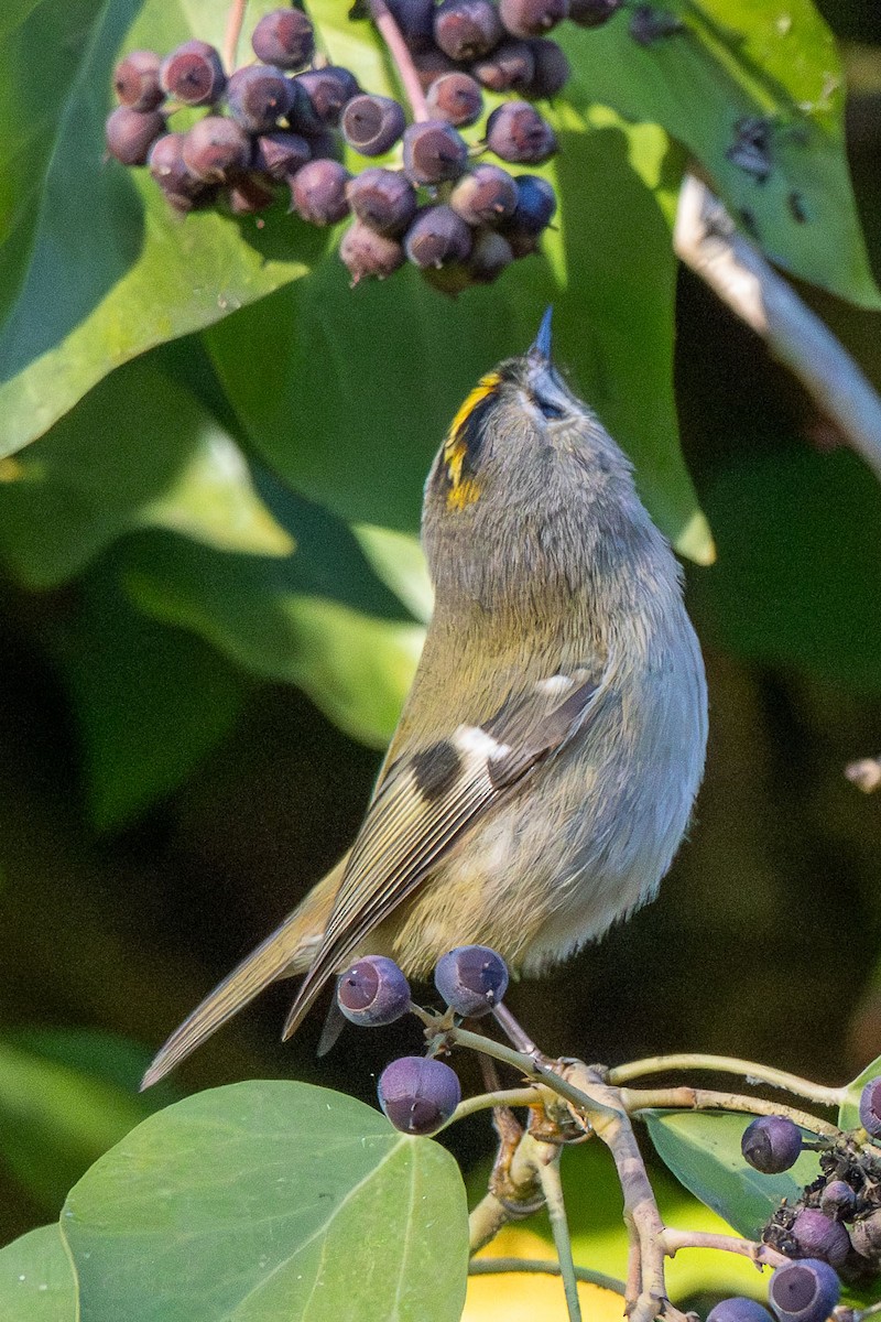 Goldcrest - ML646544288