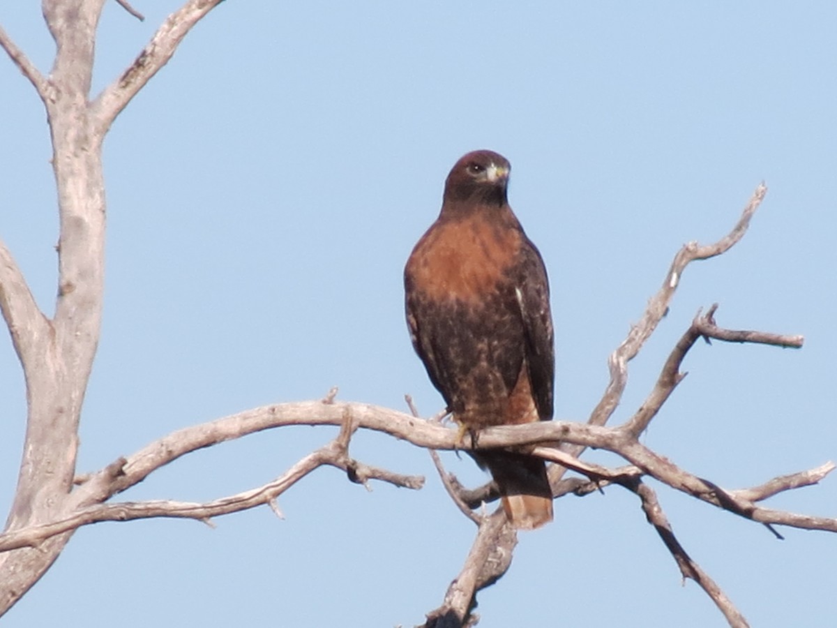 Busardo Colirrojo (calurus/alascensis) - ML646544291