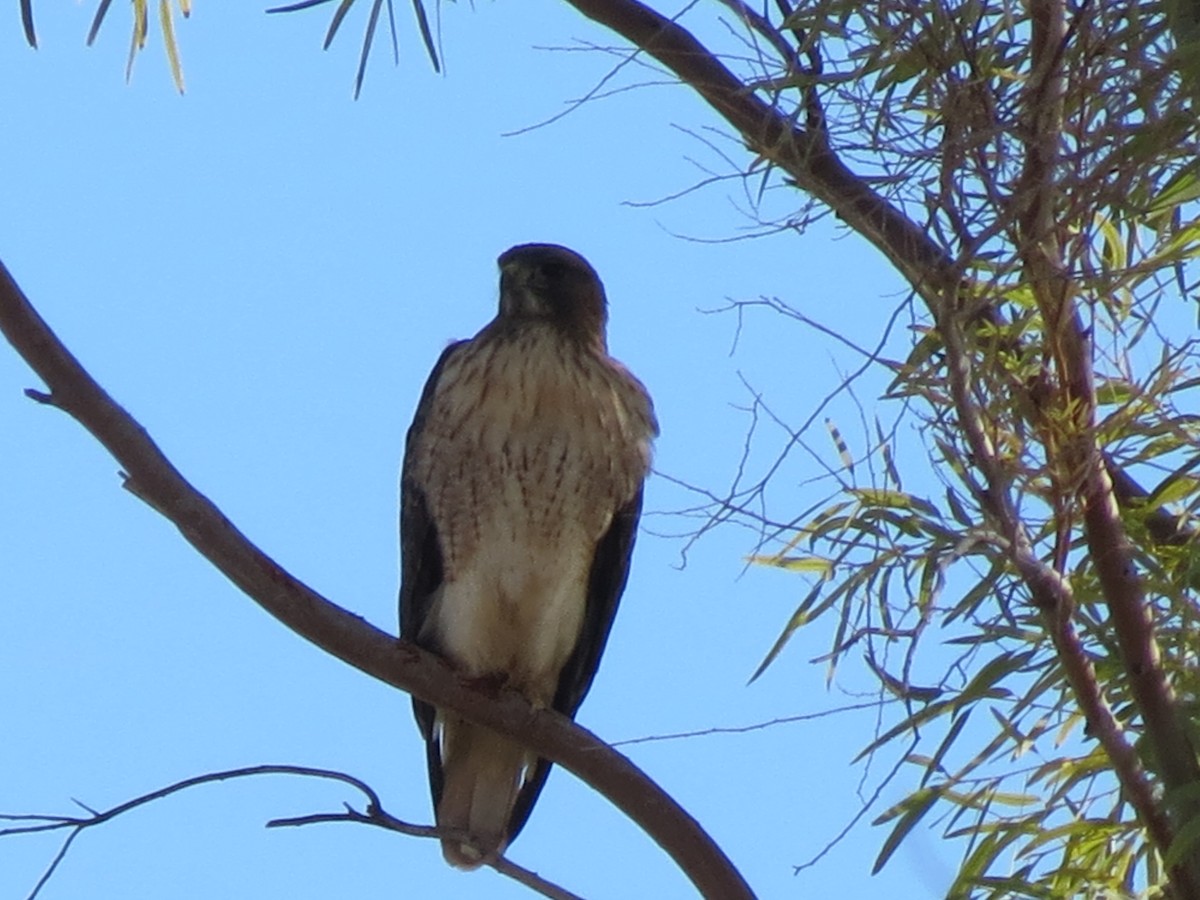 Busardo Colirrojo (calurus/alascensis) - ML646544292