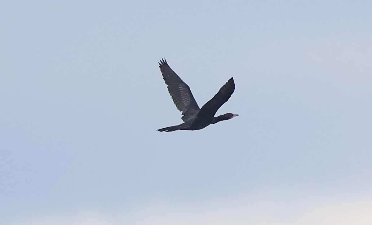 Little Cormorant - ML646544293