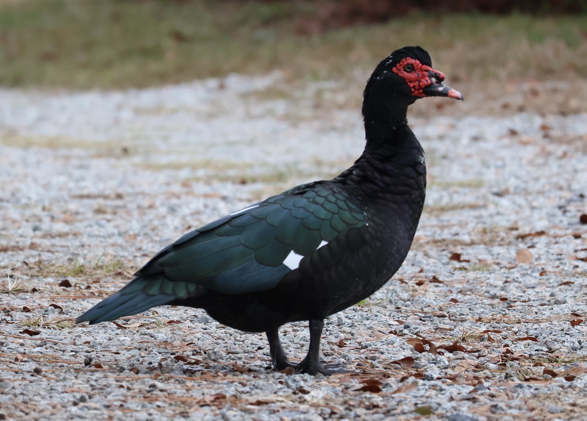 Muscovy Duck (Domestic type) - ML646544294