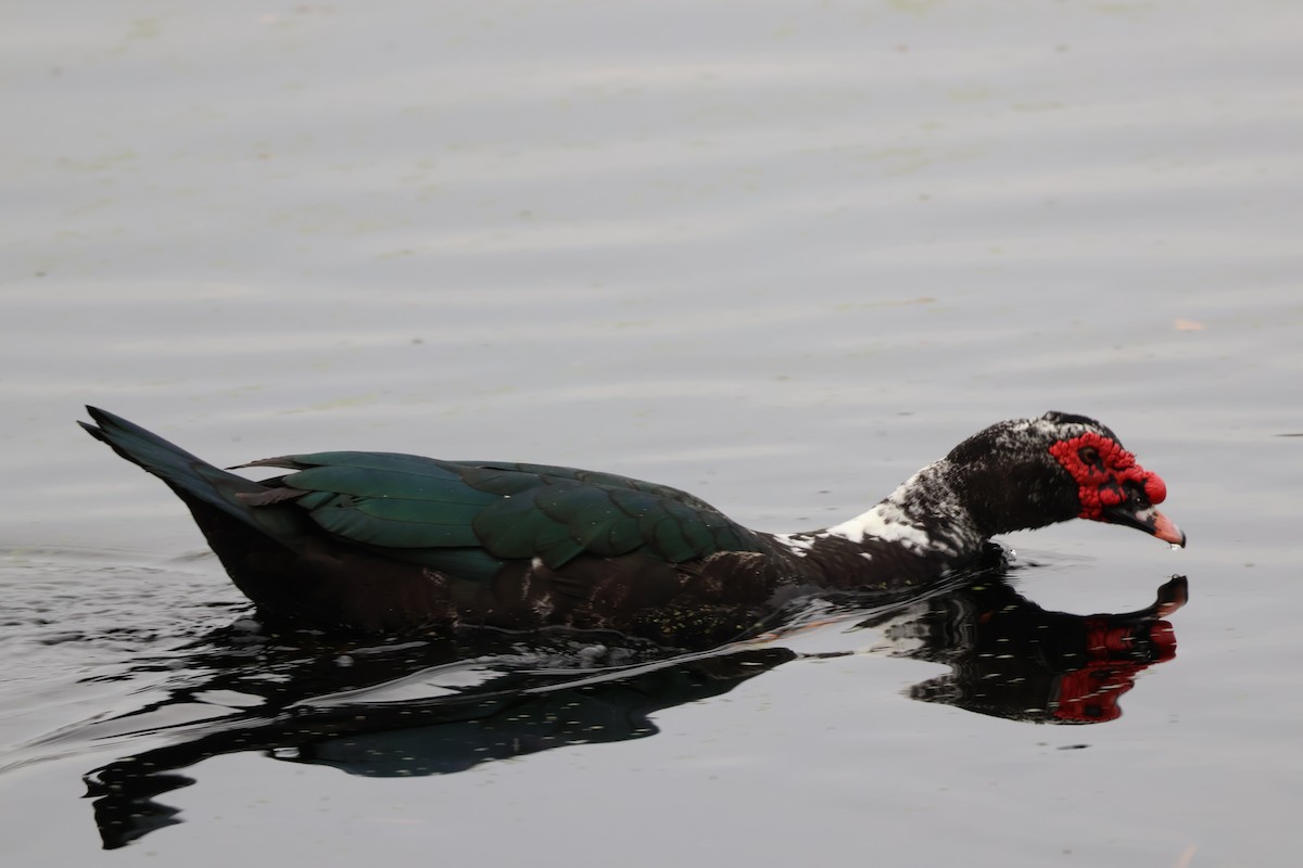 Muscovy Duck (Domestic type) - ML646544295