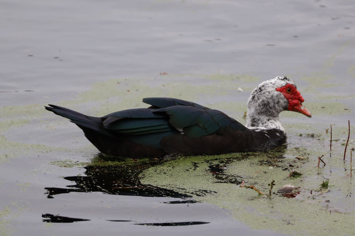 Muscovy Duck (Domestic type) - ML646544296
