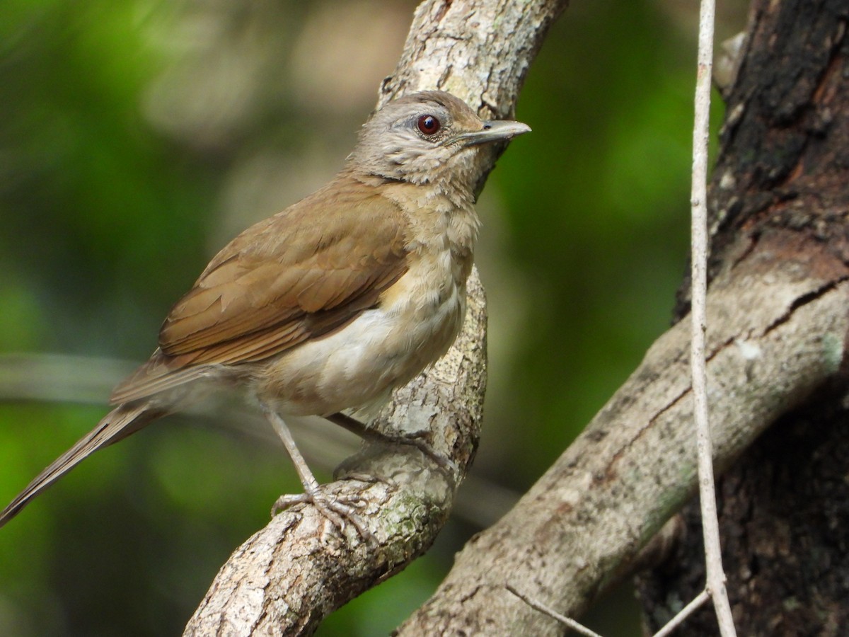 Pale-breasted Thrush - ML646544300