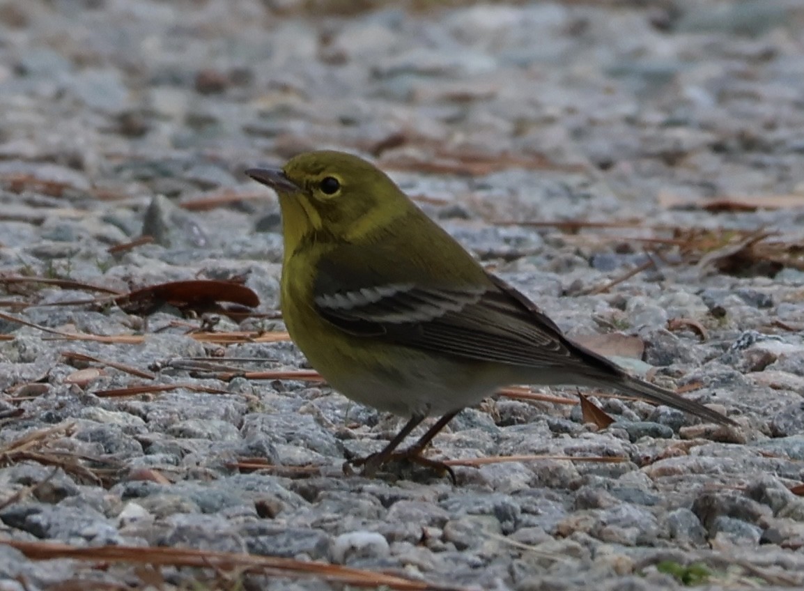 Pine Warbler - ML646544302