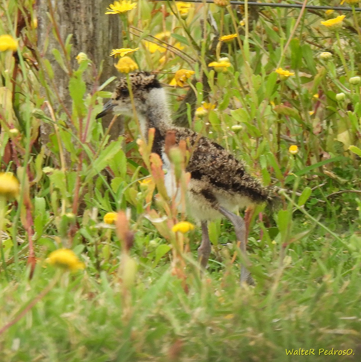 Bronzekiebitz - ML646544305