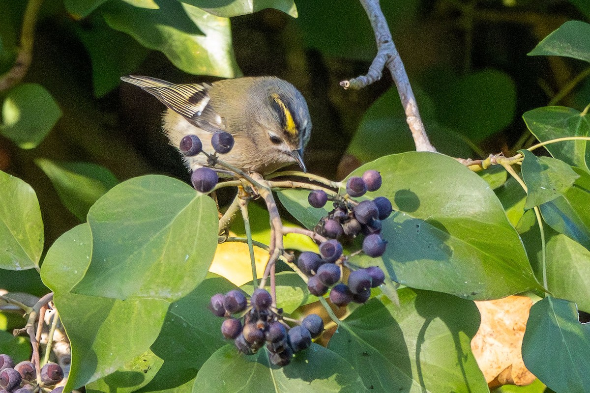 Goldcrest - ML646544306