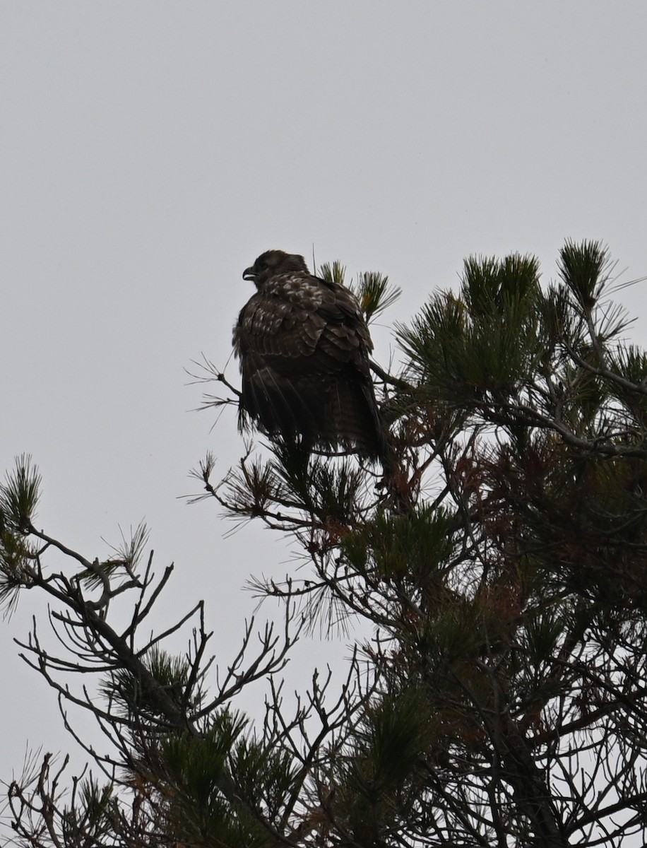 Red-tailed Hawk - ML646544307