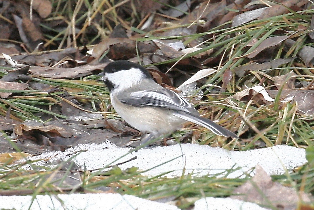 Black-capped Chickadee - ML646544309