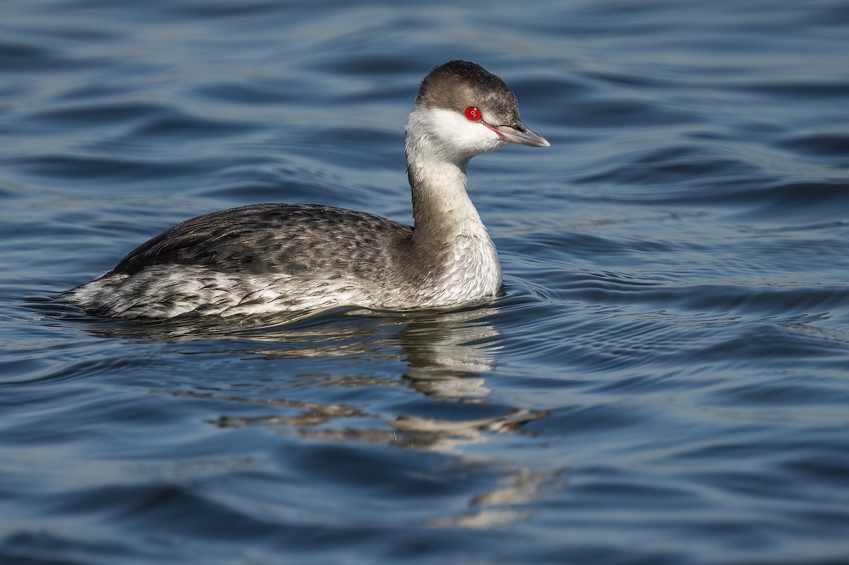 Svasso cornuto - ML646544310