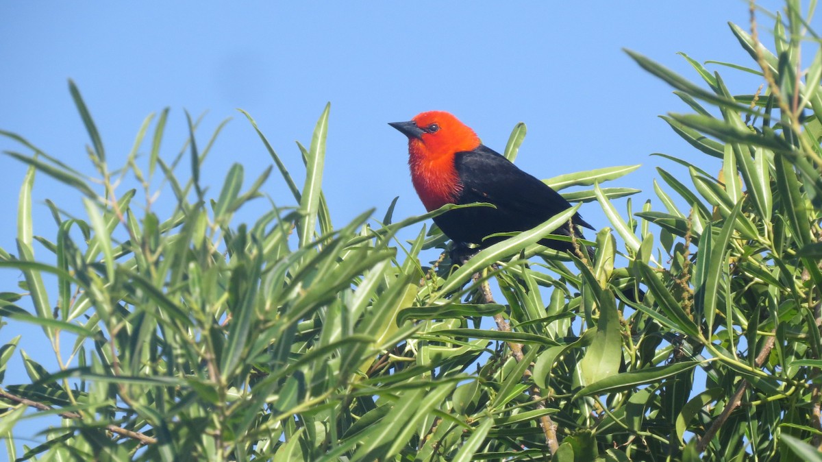 Scarlet-headed Blackbird - ML646544311