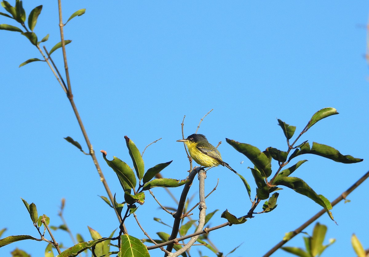 Common Tody-Flycatcher - ML646544312